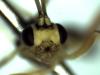 Syrphoctonus tarsatorius